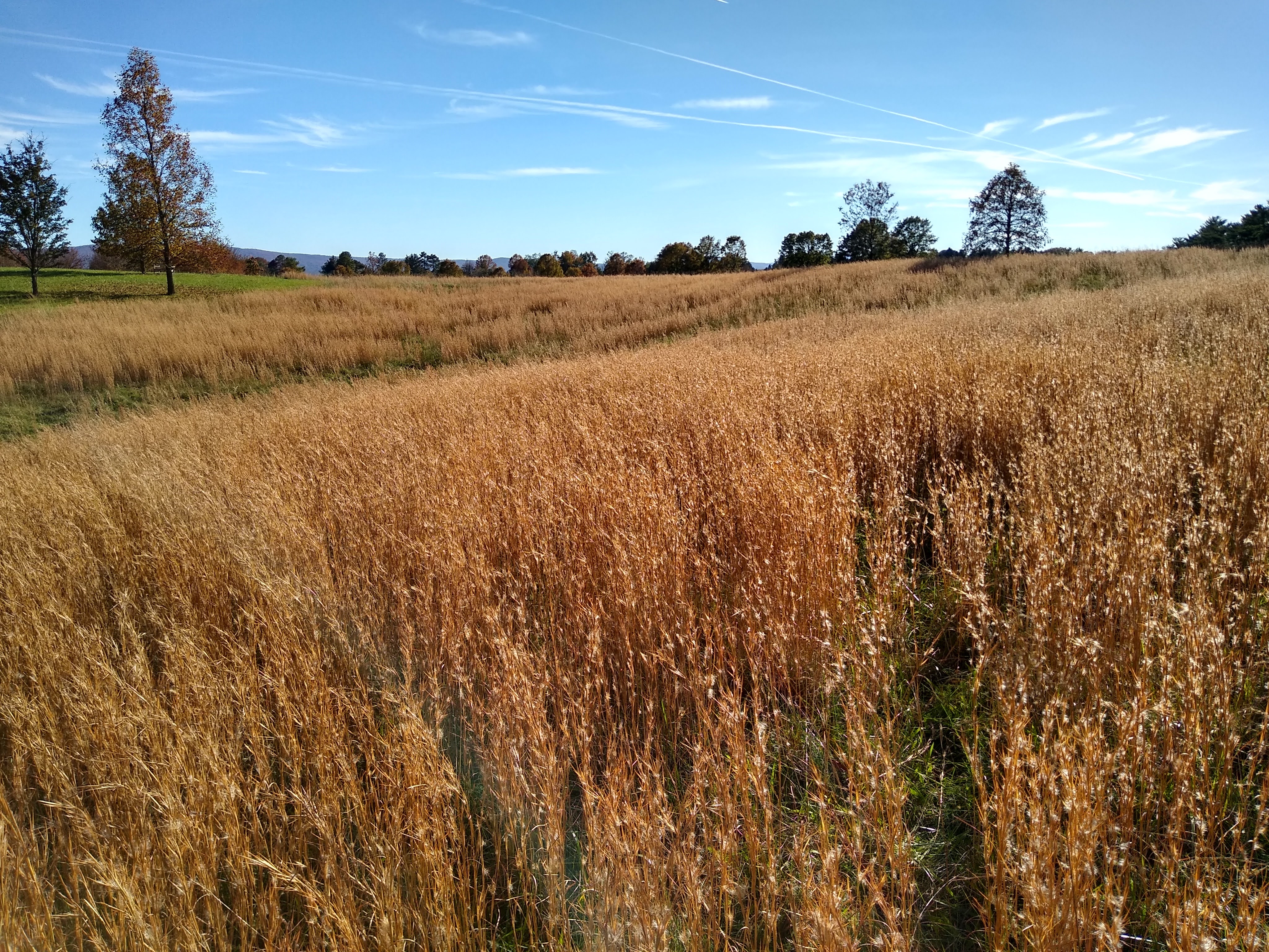 Broomsedge on Wyatt's Hill