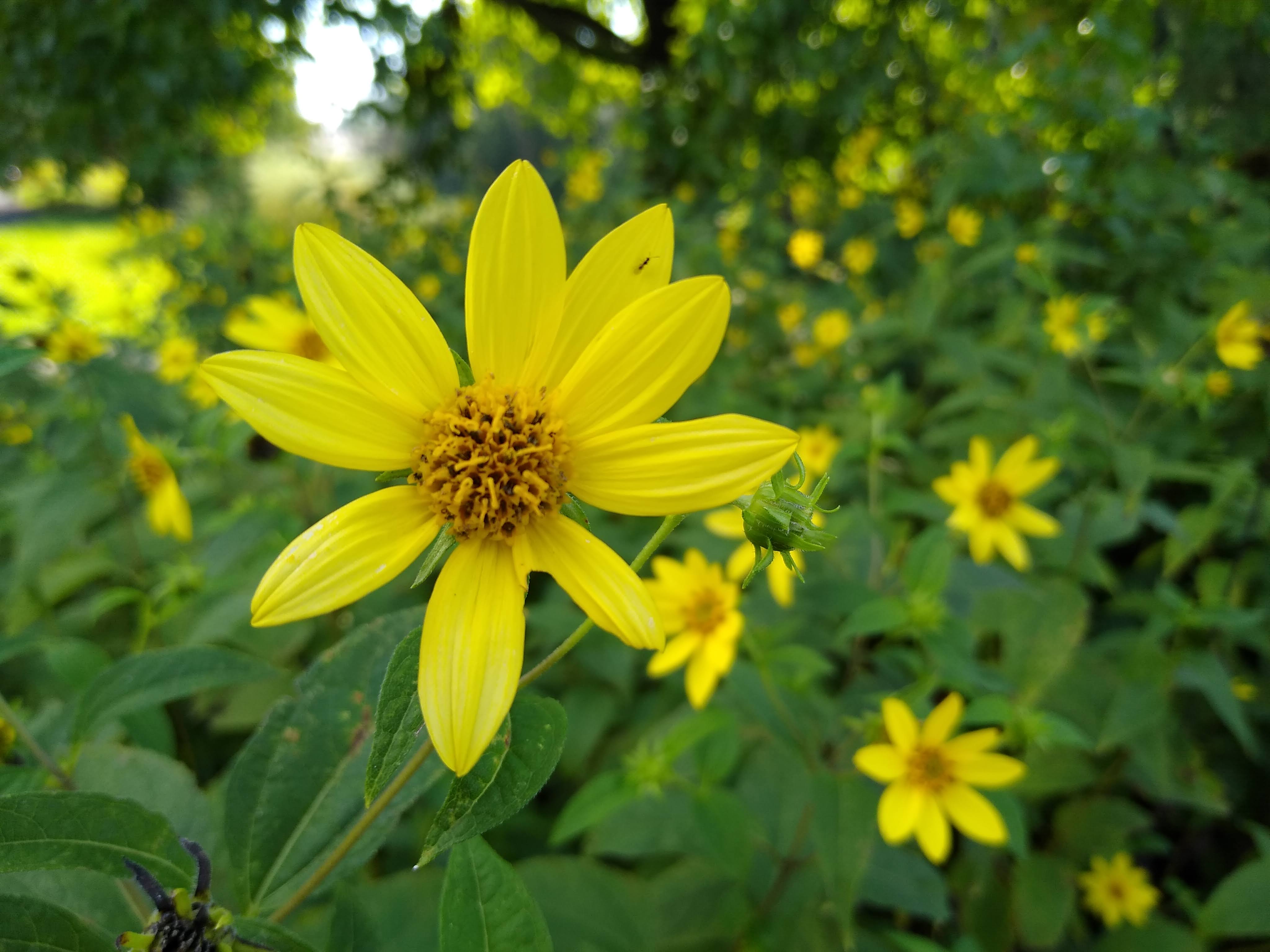 Group of yellow sunflowers with large one in center