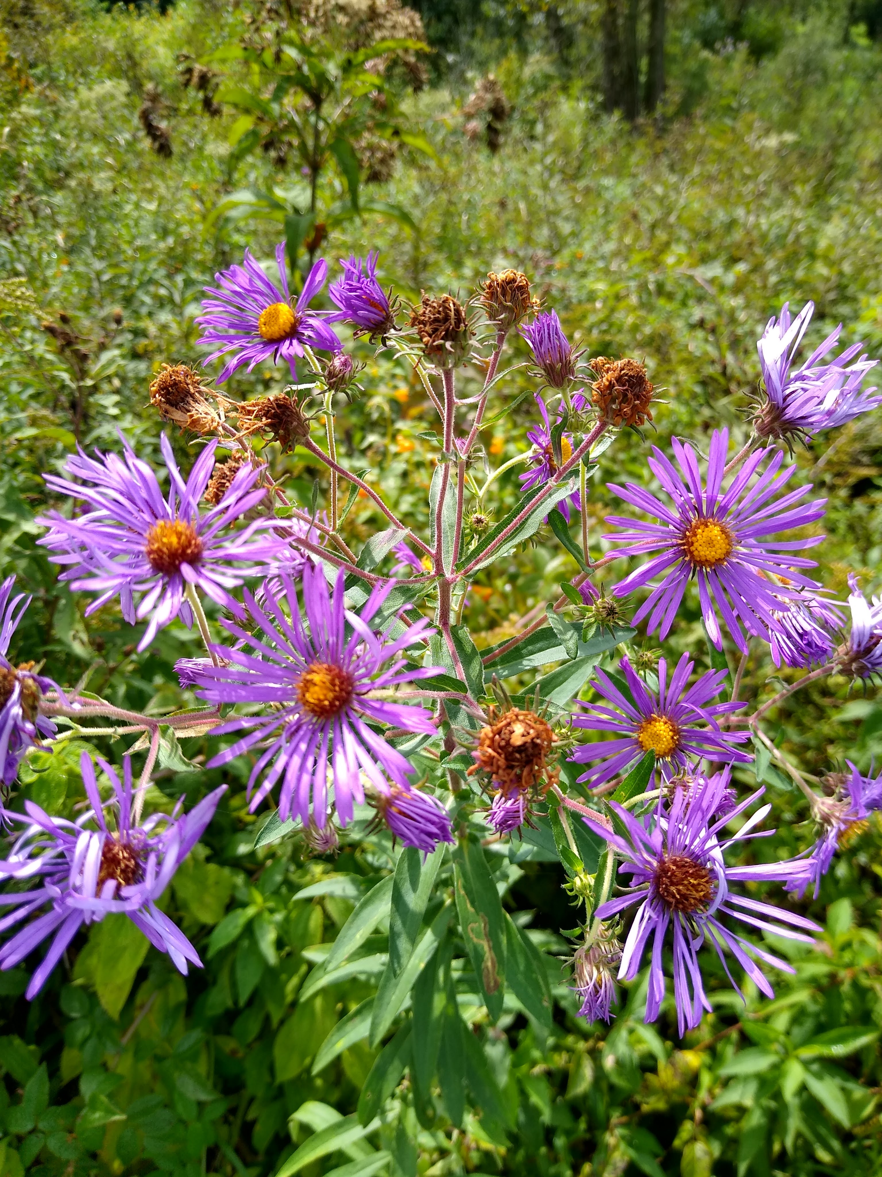 purple and yellow aster flowers