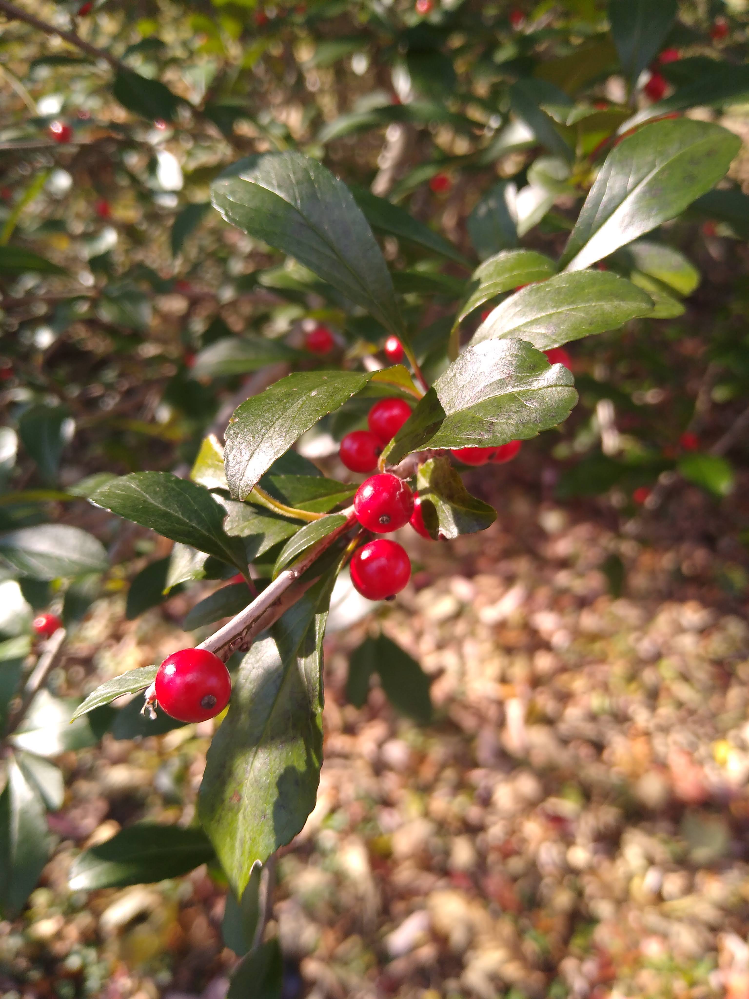 Ilex branch with round leaves and berries