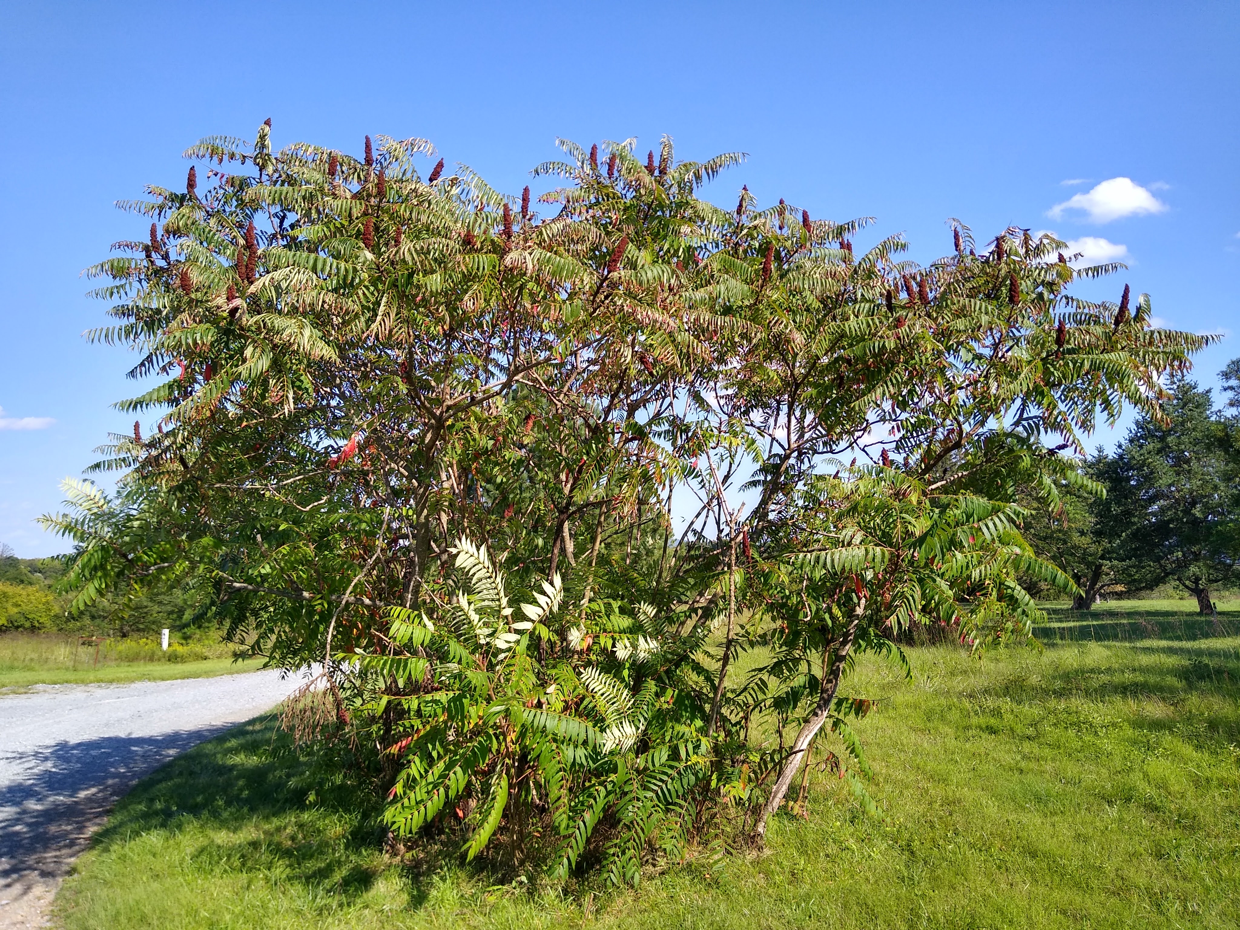 Smooth Sumac bush in front of a blue sky