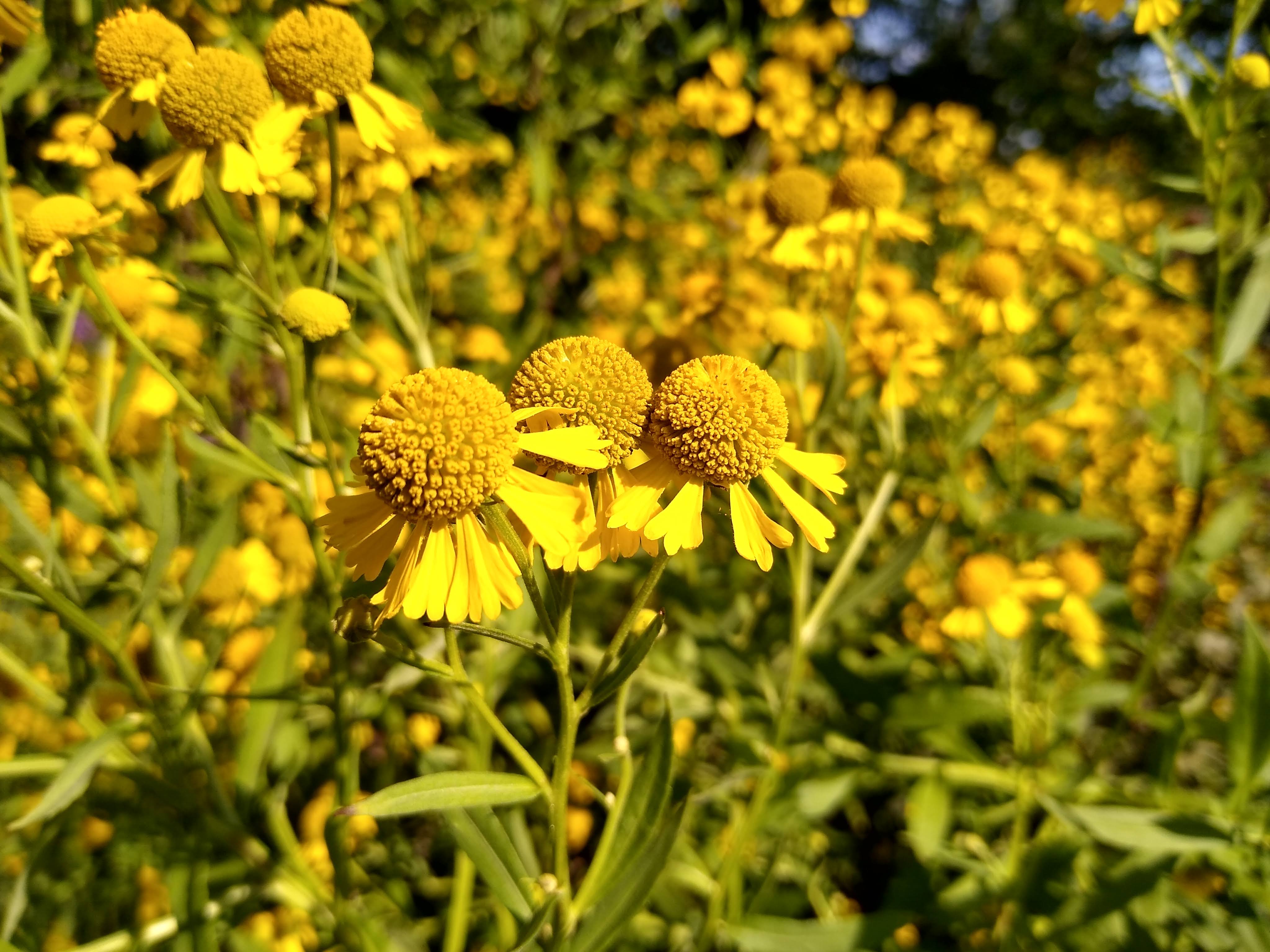 Yellow sneezeweed flowers