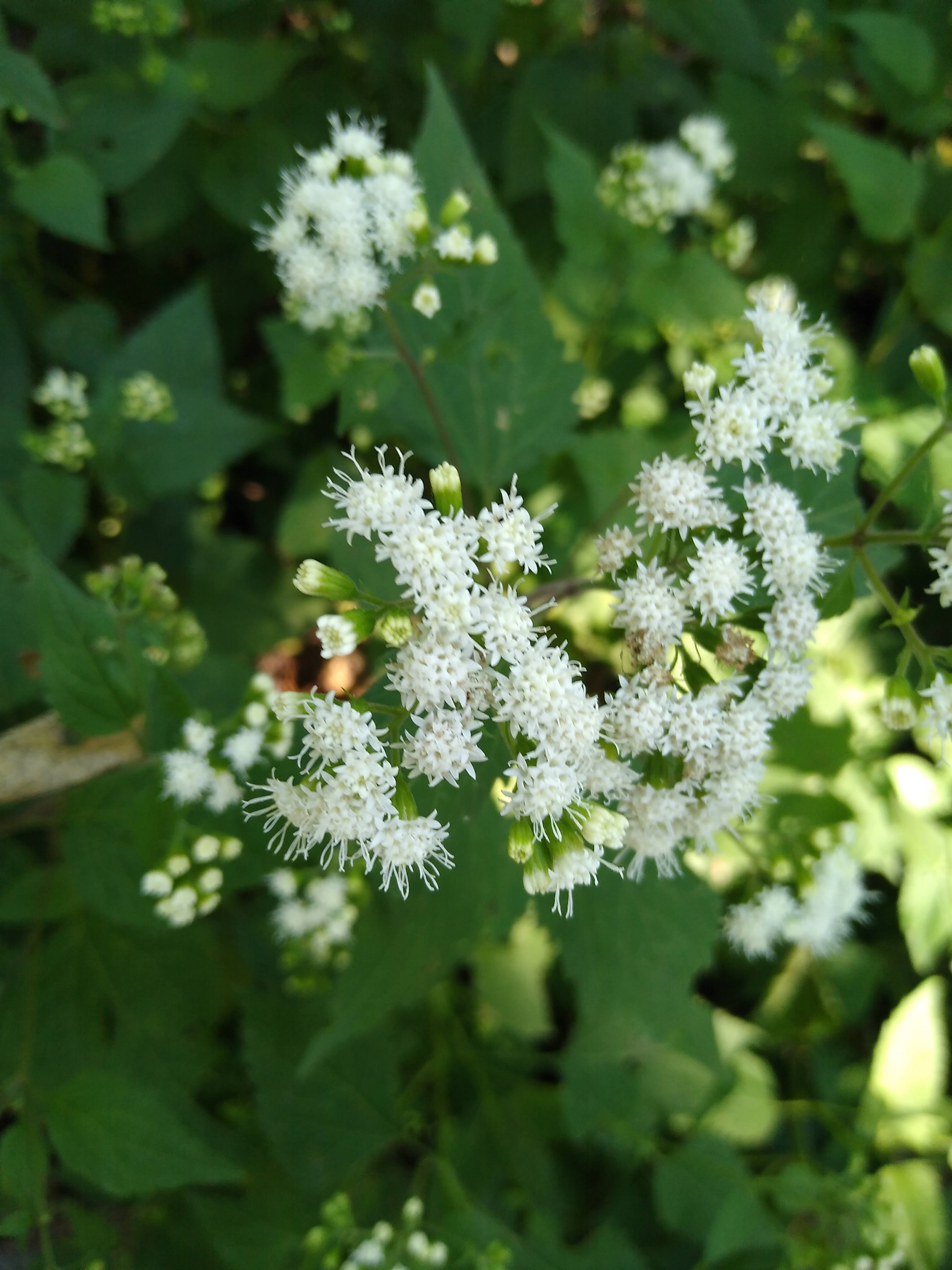 White compound flowers