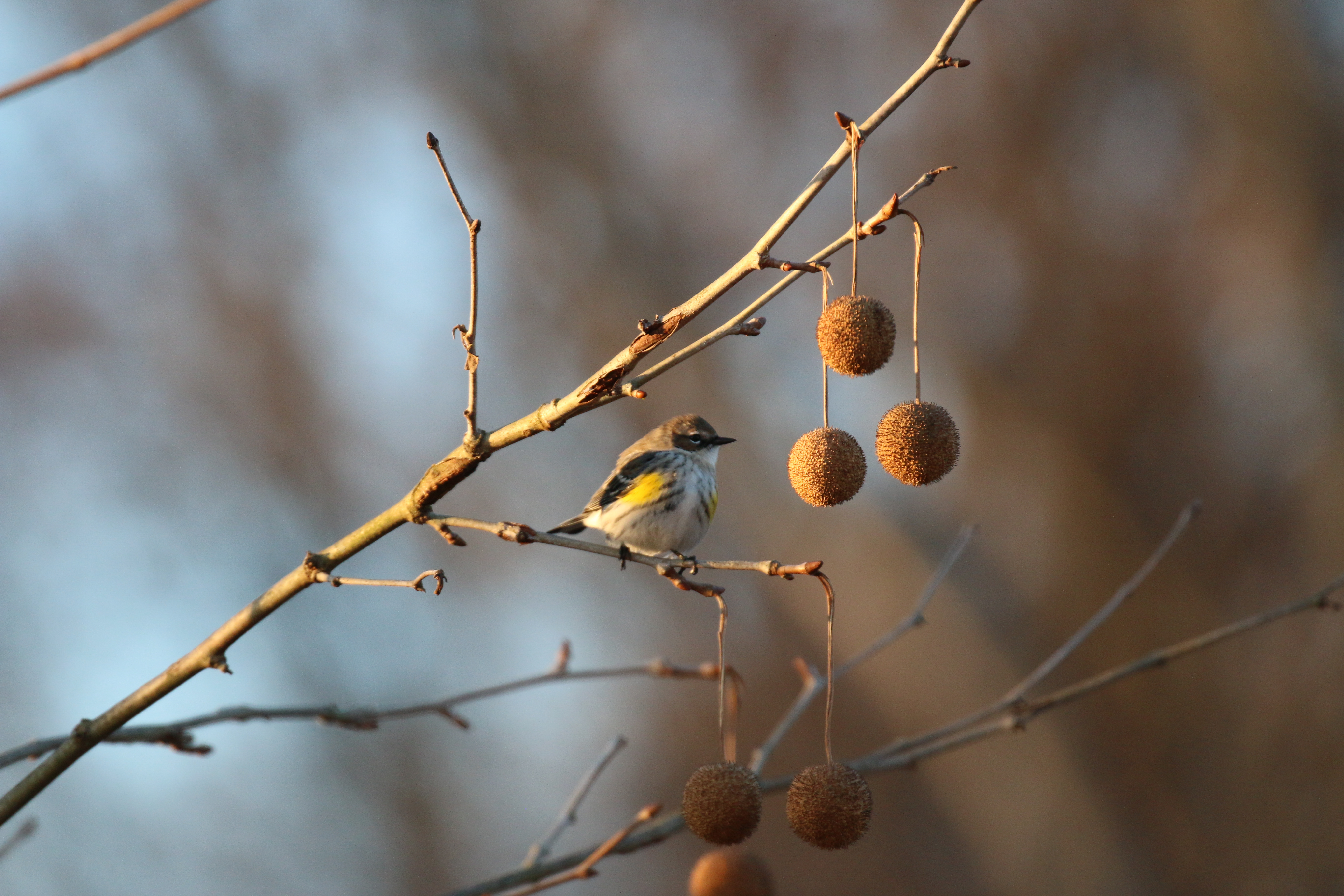 Yellow-rumped Warbler on Sycamore