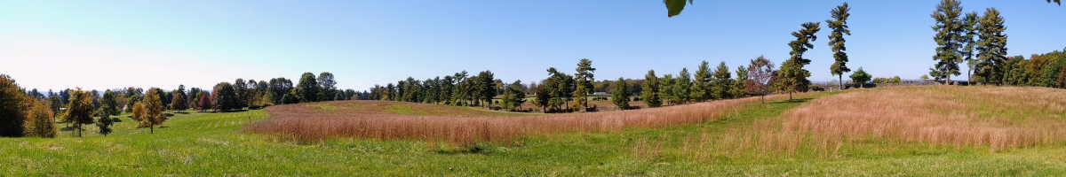 grassy field with row of conifer trees behind