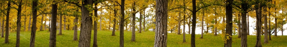 ginkgo trees turning yellow