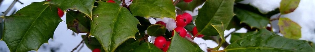 Holly branch with leaves and berries covered in snow