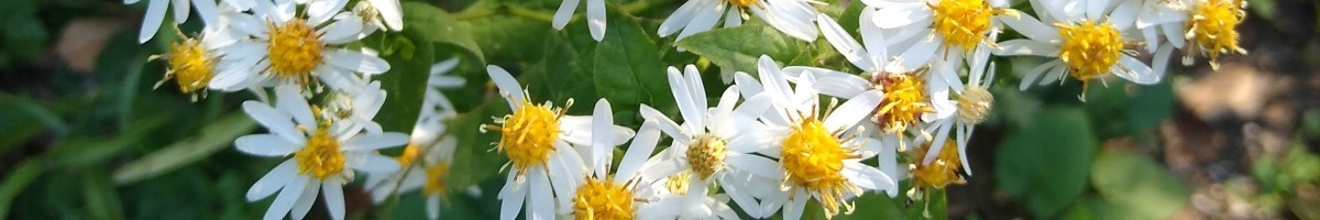 Flowers with white petals and yellow center in front of a background of green plants