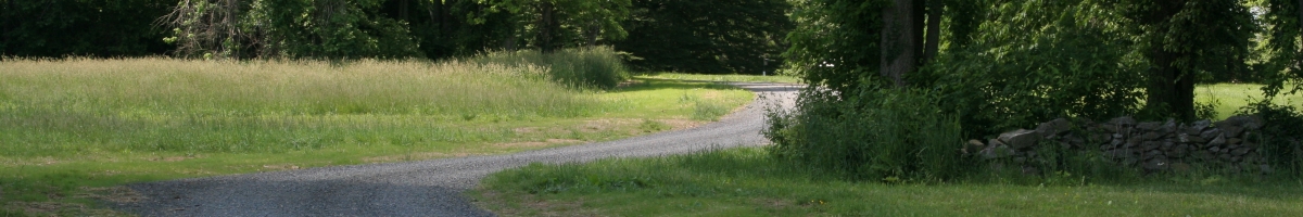 Gravel road winding between trees