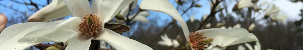 white flowers on a tree against a blue sky