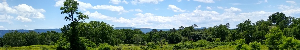 Meadow in Summer