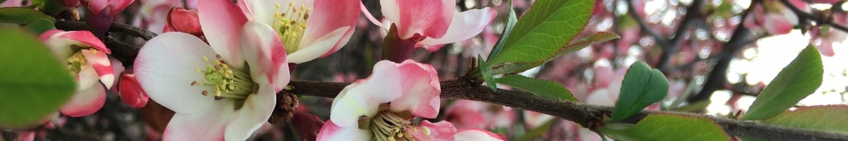 Pink and white flowers on a branch with green leaves