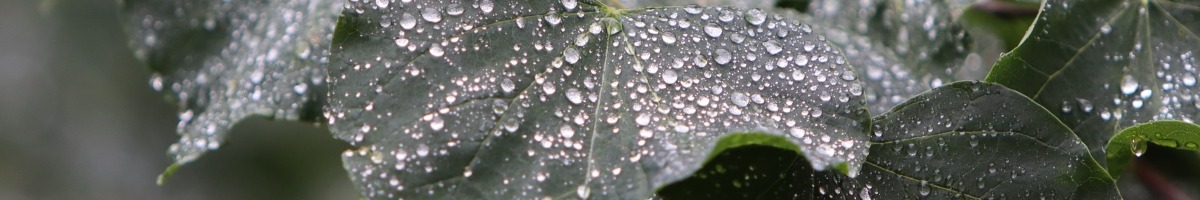 Water Droplets on Redbud Leaves