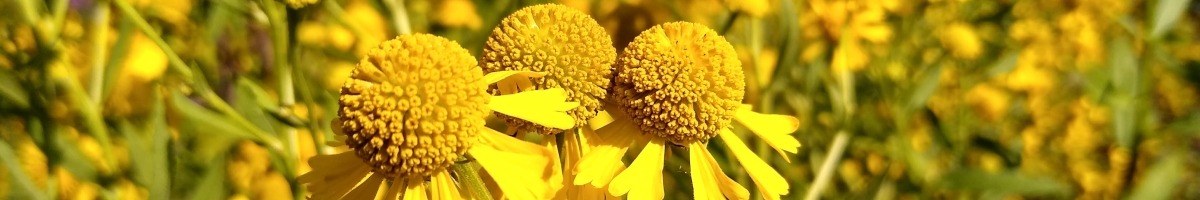 Yellow sneezeweed flowers