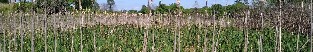 Cattails in Wetland