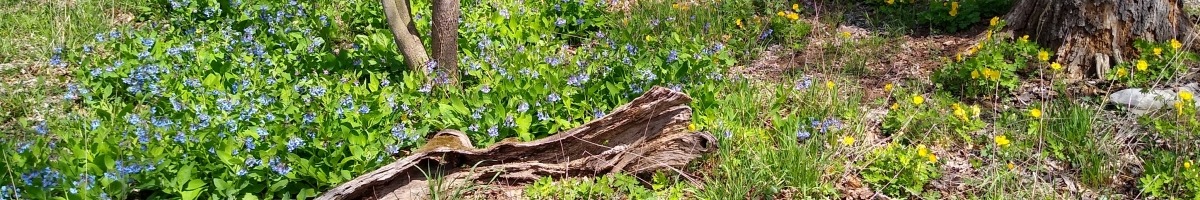 Spring Wildflowers in the woodland