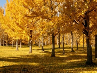 ginkgo trees with golden leaves