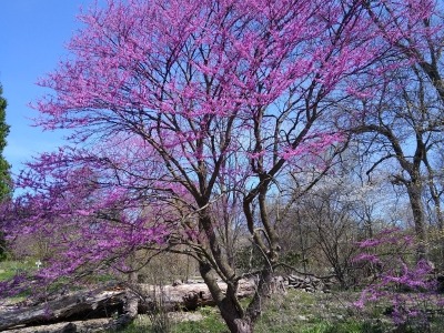 flowering redbud tree