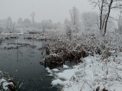 Winter on the Native Plant Trail