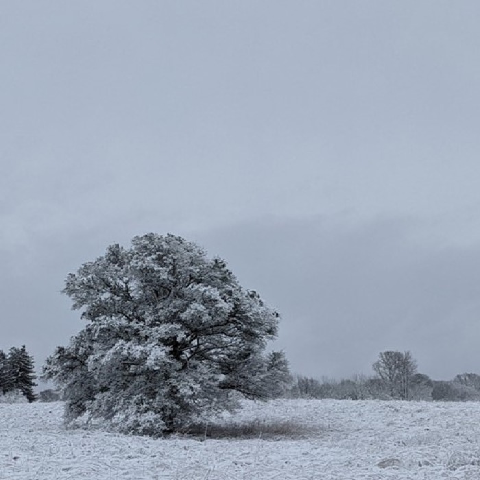 A winter scene with trees and snow