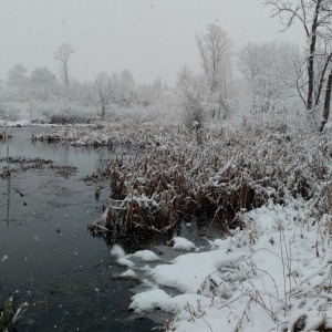 Winter on the Native Plant Trail