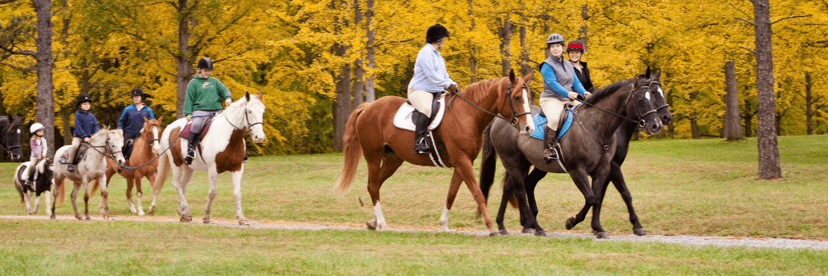 Bridle Trail in the Ginkgoes