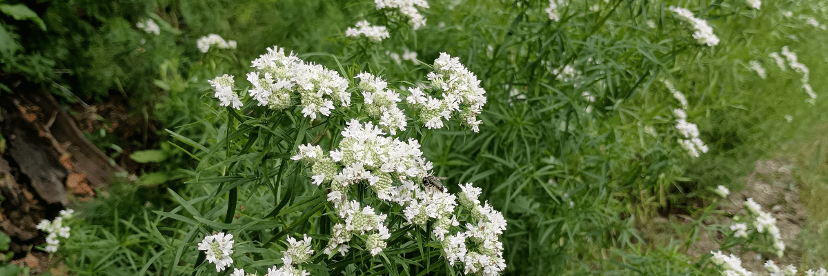 Slender Mountain-mint, Pycnanthemum tenuifolium