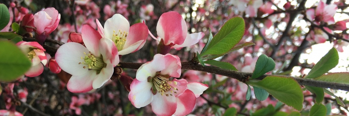 Pink and white flowers on a branch with green leaves