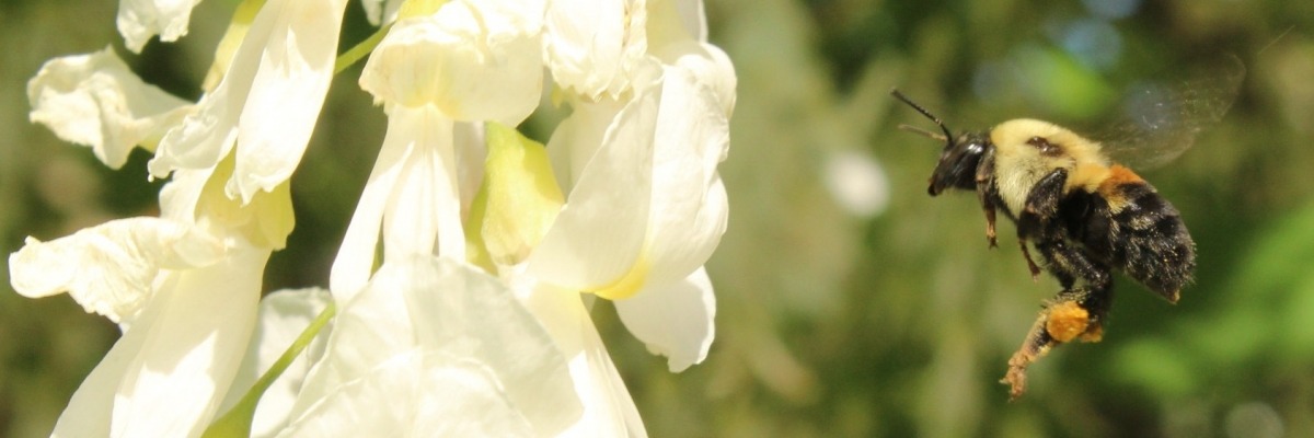 Bombus griseocollis hovering by yellowwood flowers