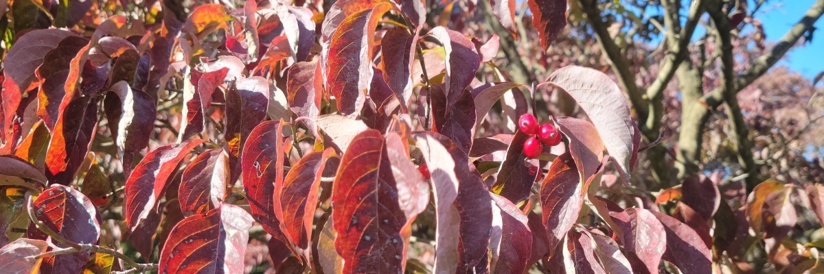 Red dogwood leaves and berries