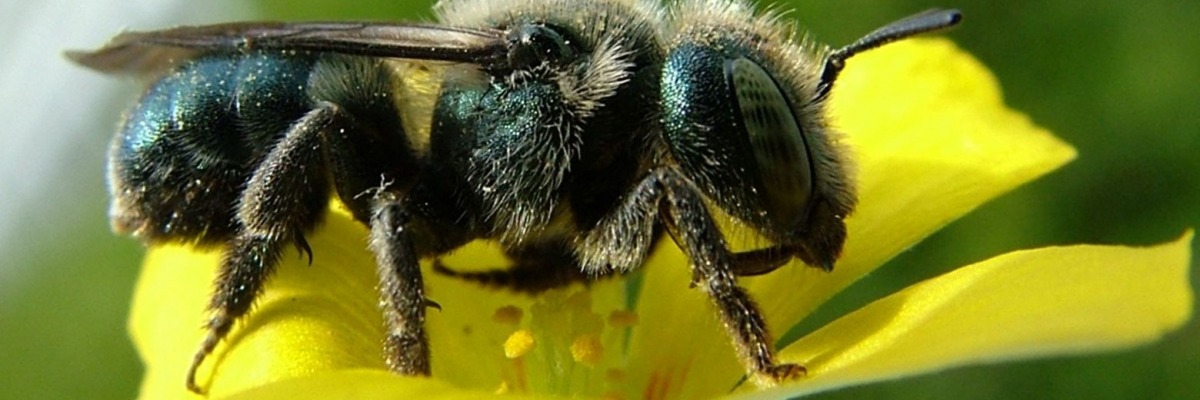 Osmia collinsiae on flower