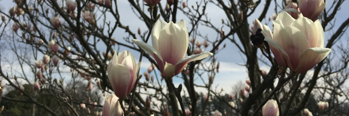 white and pink flowers, brown branches against a blue sky