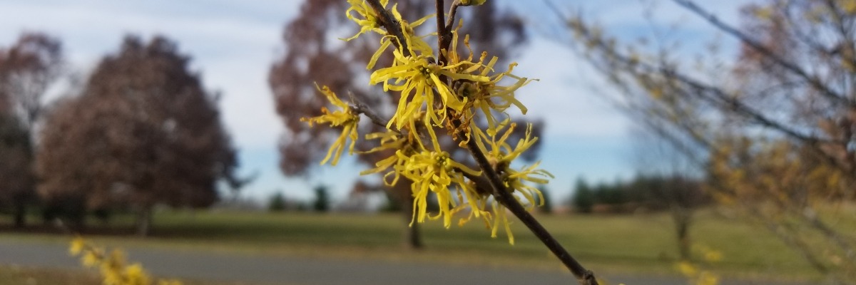 yellow witch hazel flowers