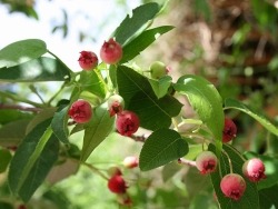 640px-Amelanchier_laevis_5393665.jpg
