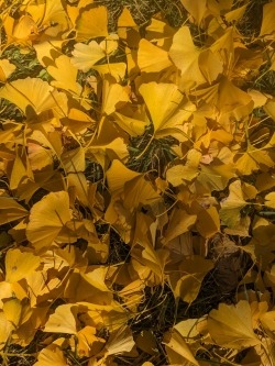 Ginkgo Watch 2Nov23 Leaves.jpg
