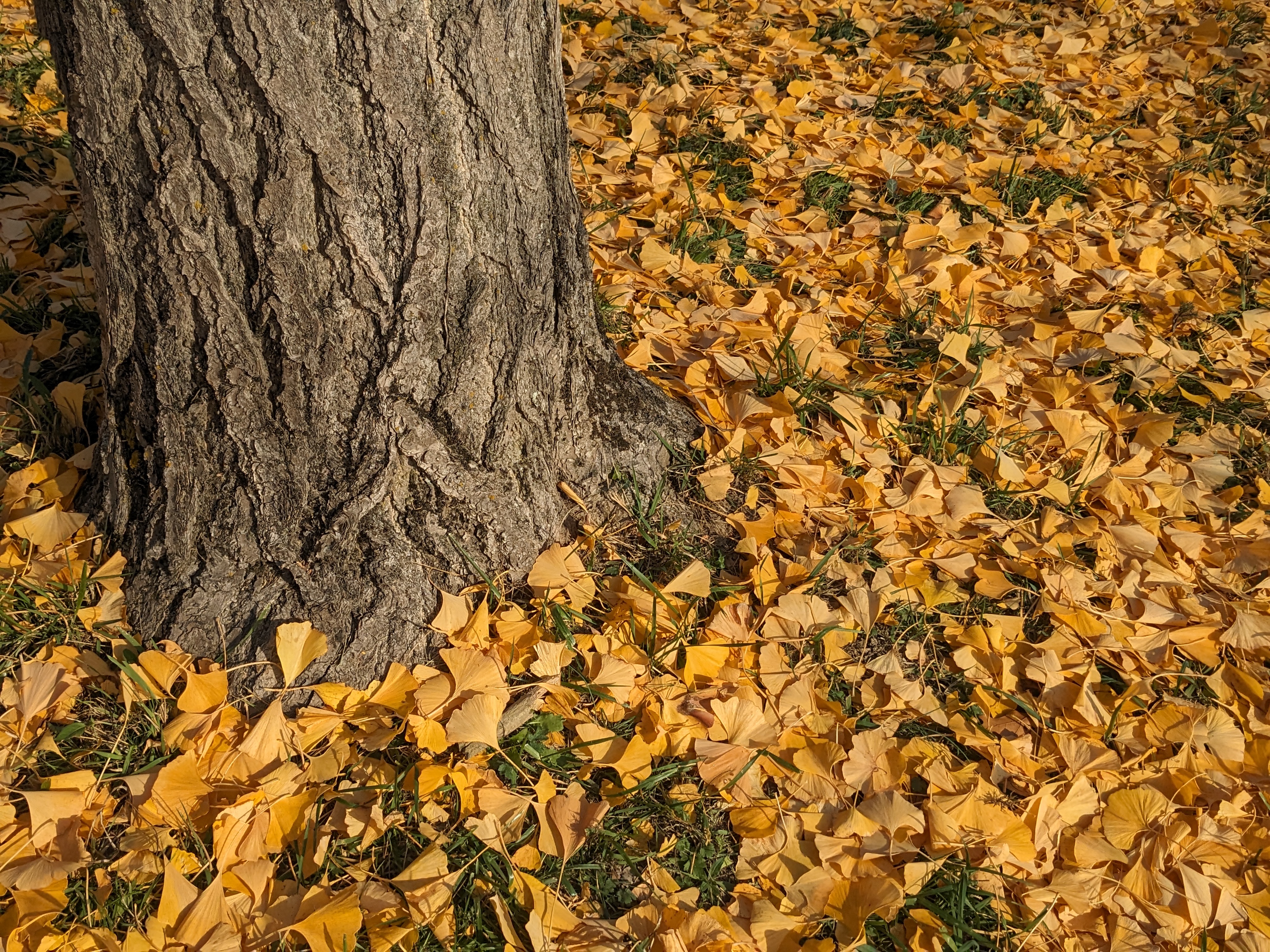Ginkgo Watch 6Nov23 Base.jpg