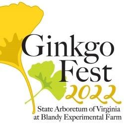 GinkgoFestsquare.jpg