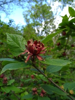 IMG_20210505_162747988 (1).jpg