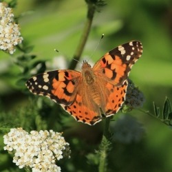 Painted lady butterfly.jpeg