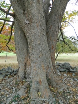 Zelkova.jpg