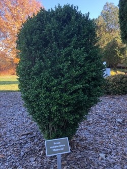 boxwood.jpg