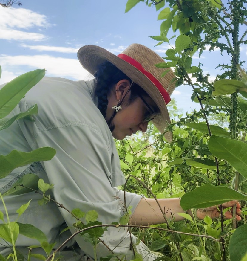Milkweed Watch: Exploring Pollinator Dynamics at Blandy