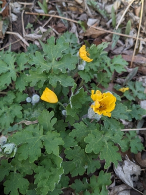 Conservation and Appreciation