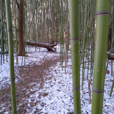 More Than Just Conifers – Winter Plants in the Arboretum