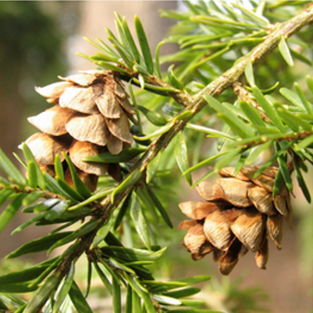 Check Out Our Winter Programs at Blandy