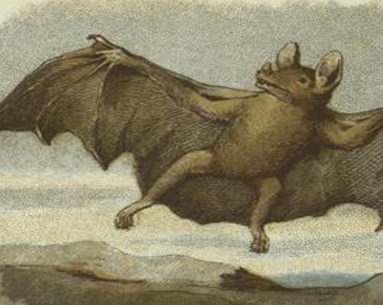 Bat illustration