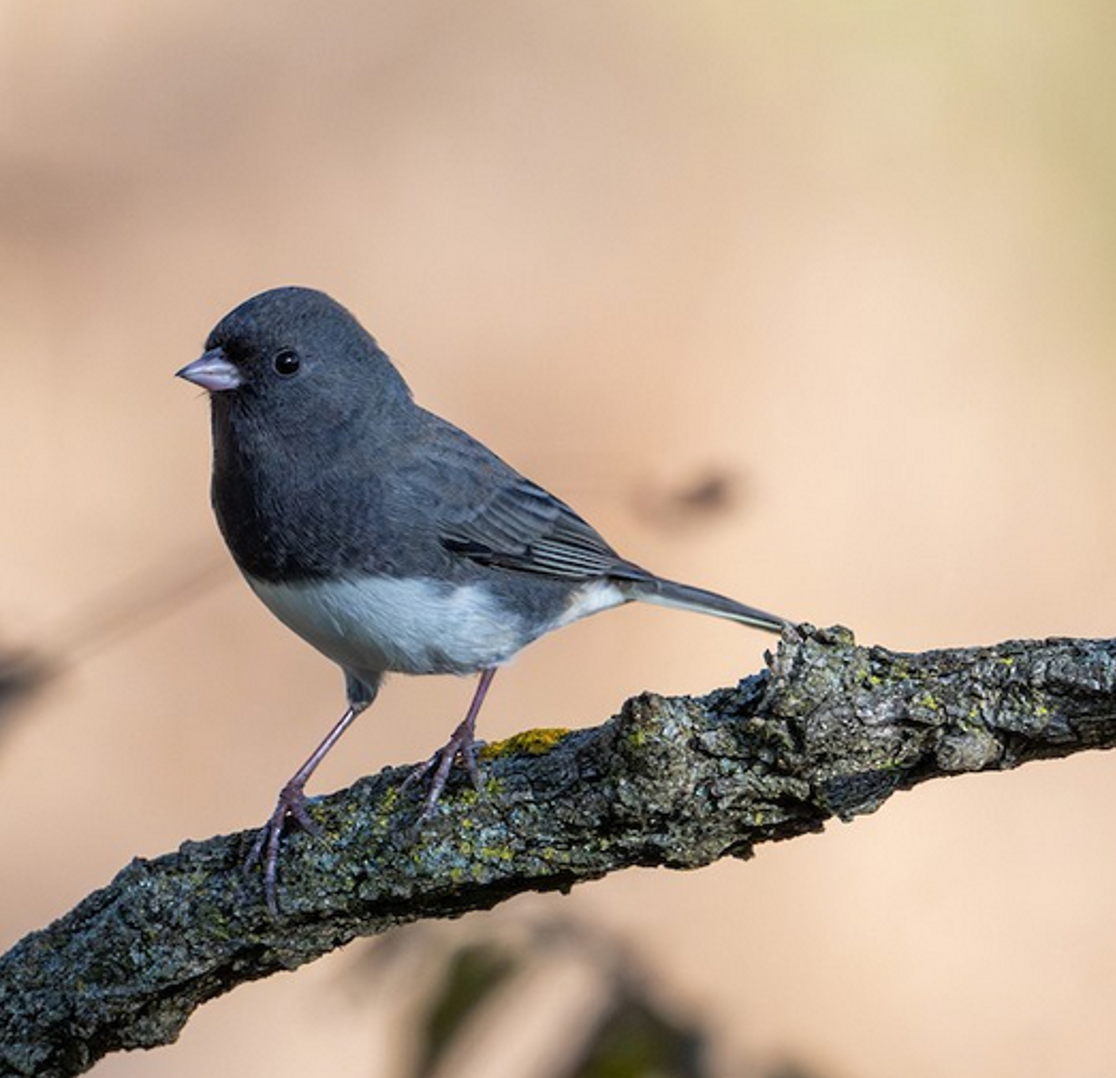 Dark-eyed Junco