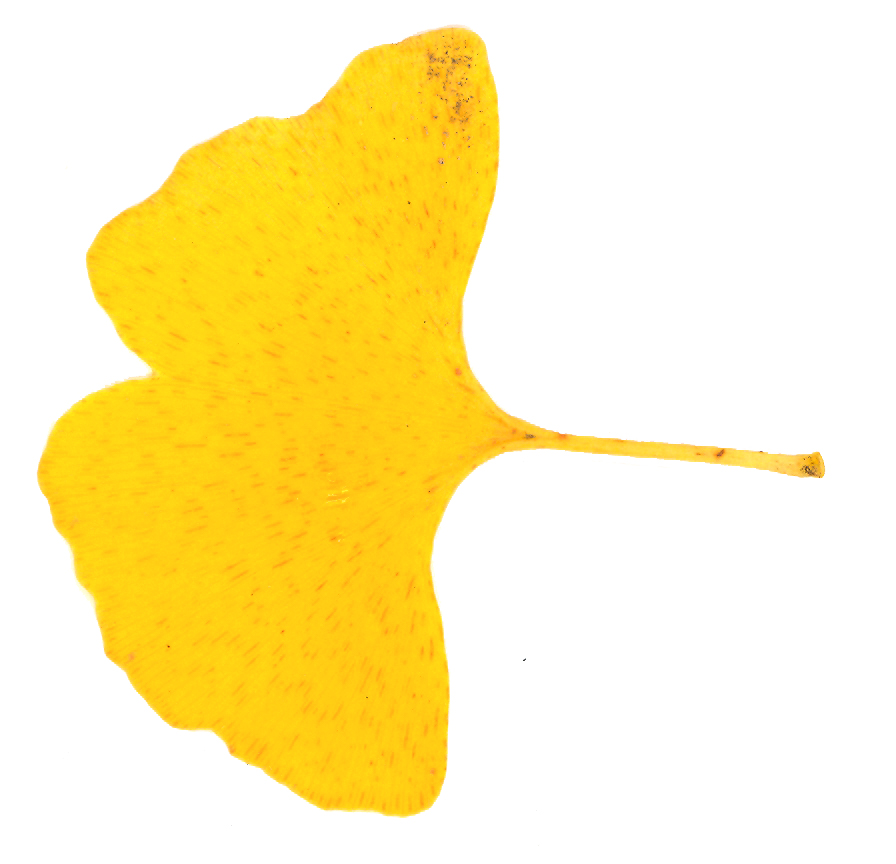 Ginkgo leaf