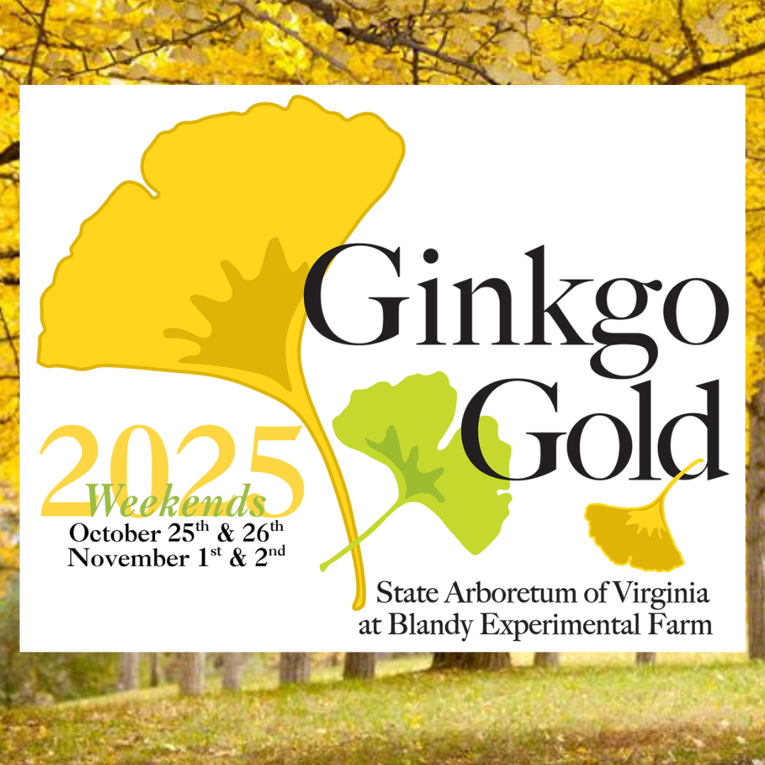 Ginkgo Gold Weekends