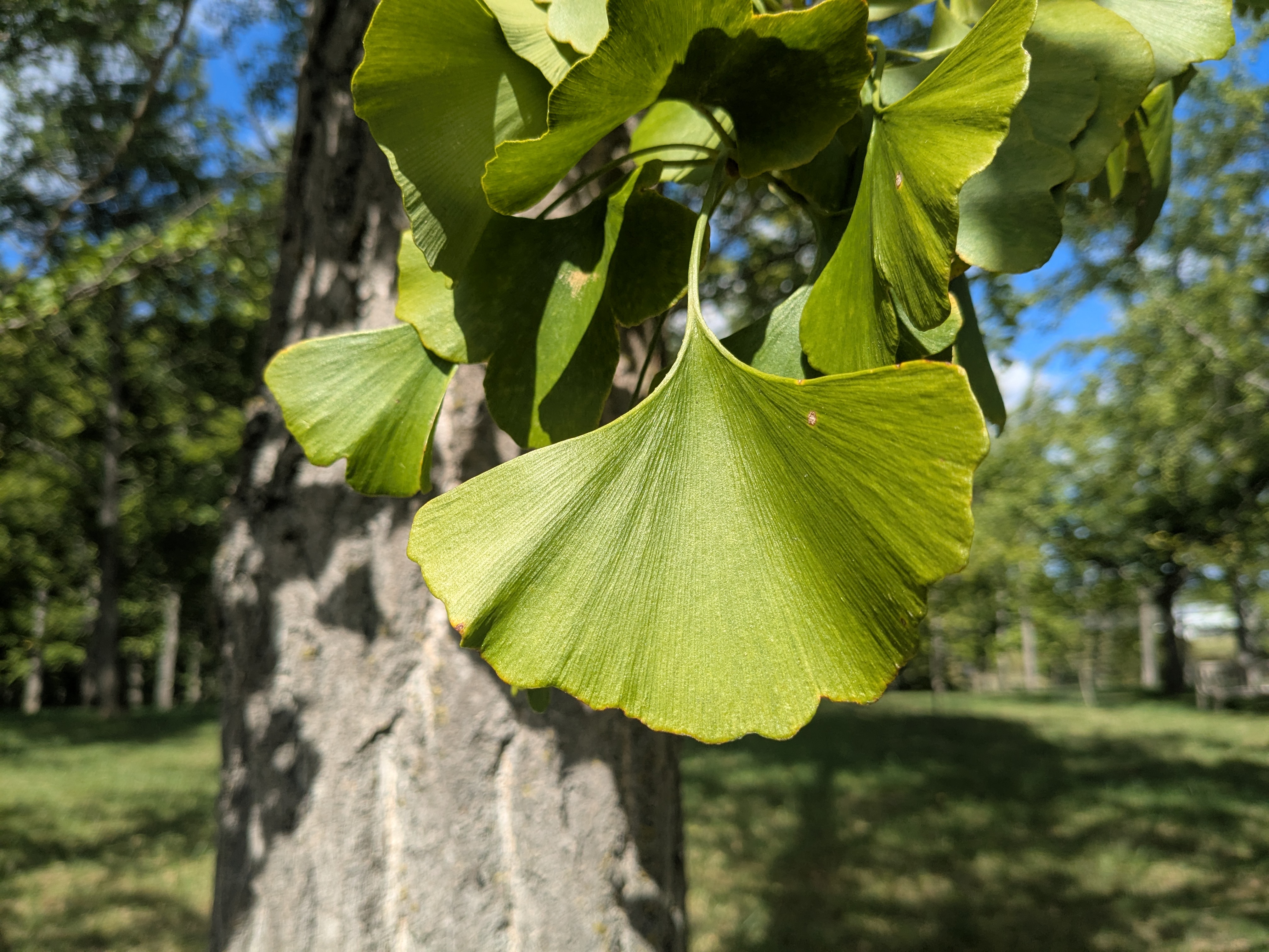 Oct, 10 2025 leaf close up